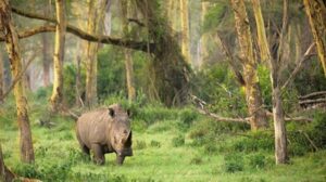 ujung kulon taman mengenal dekat tnuk ticmpu indonesiatraveler
