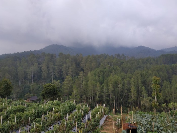Gaji karyawan wisata Taman Wisata Alam Cibodas terbaru