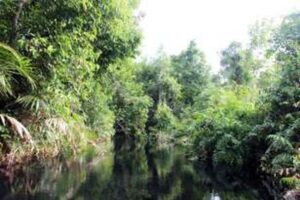 Taman nasional sebangau objek