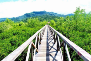 Mangrove hutan ekowisata menikmati keindahan alam laut kawasan revitalisasi kampung wonorejo kanan kiri