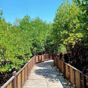 Mangrove wonorejo hutan ekowisata surabaya
