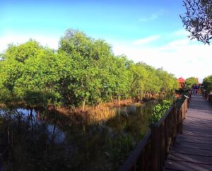 Mangrove hutan wonorejo surabaya menikmati rimbunnya pantai wisata kampoeng indahnya