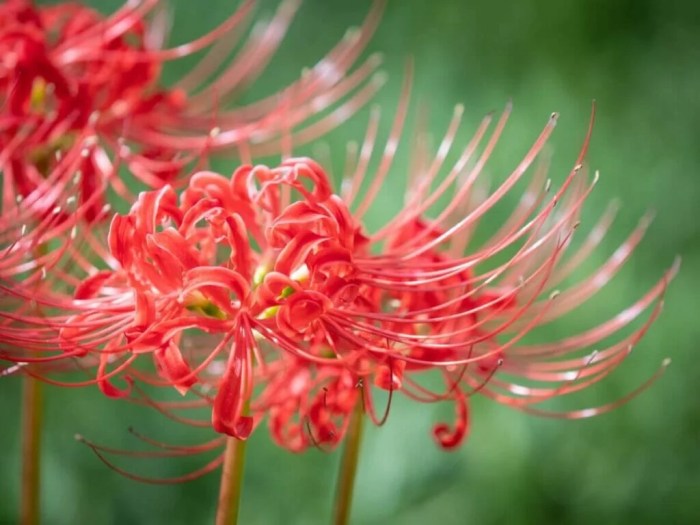Lycoris spider lily flowers flower meaning radiata many colors