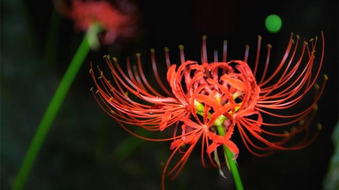 Meaning of spider lilies