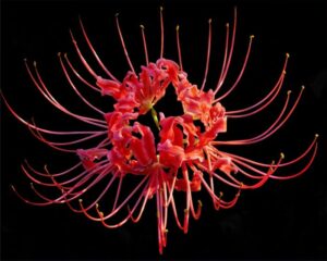 Meaning of spider lilies