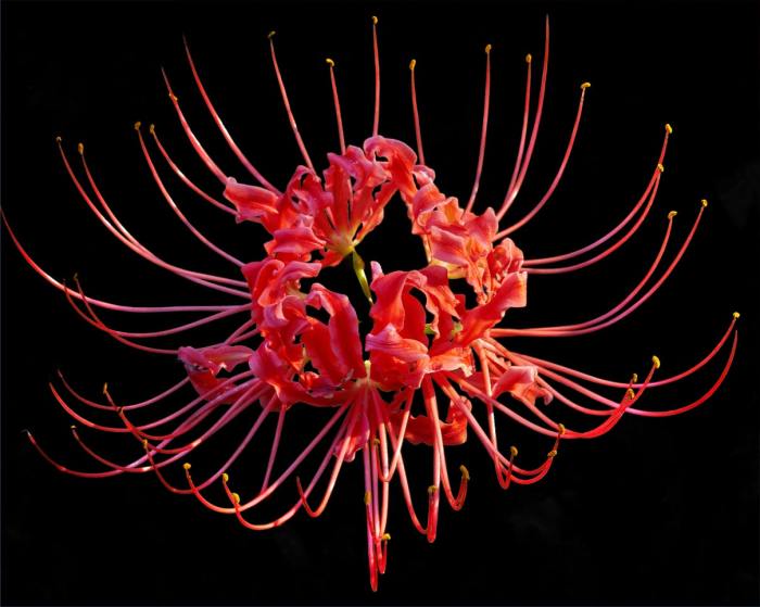 Spider lily meaning symbolism Red spider lily meaning