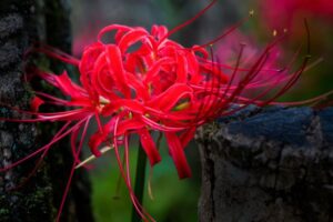 Spider lilies red flower lily meaning japan flowers contemporarynomad white
