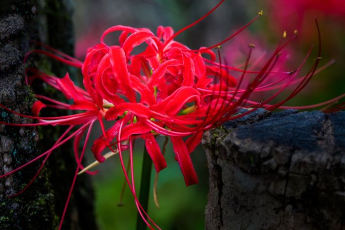 Spider lilies red flower lily meaning japan flowers contemporarynomad white Spider lilies red flower lily meaning japan flowers contemporarynomad white