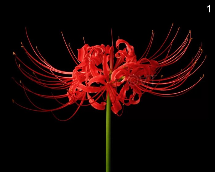 Meaning of spider lily