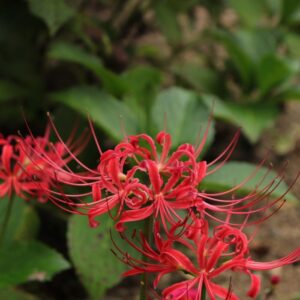 Spider lily meaning