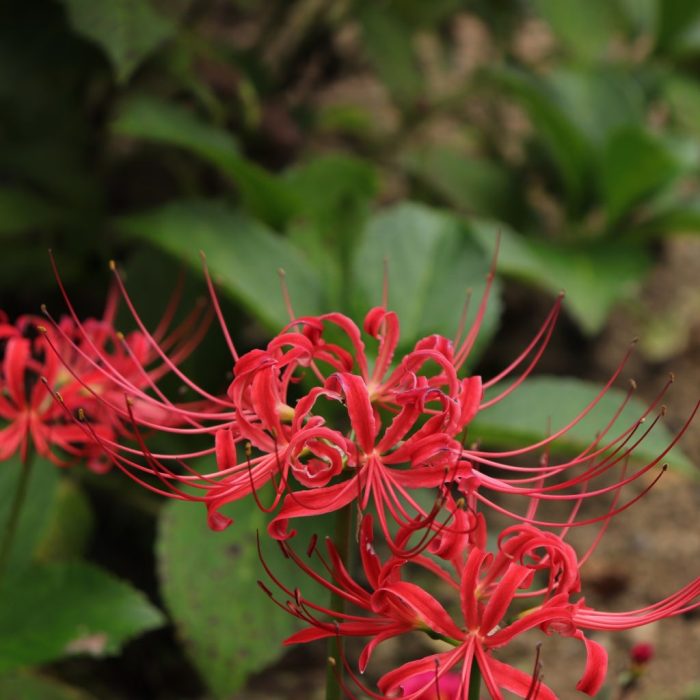 Spider lily meaning