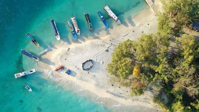 Mangrove ipb pramuka pulau ditanam