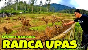 Wisata Viral TikTok Ranca Upas Ciwidey