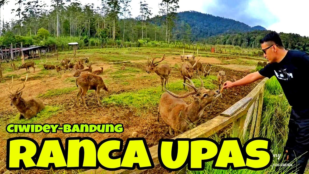 Wisata Viral TikTok Ranca Upas Ciwidey