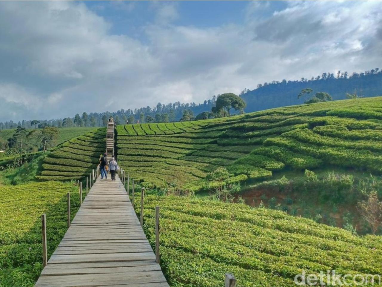 Wisata Estetik di Puncak